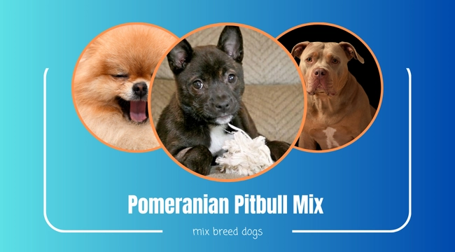 Pomeranian Pitbull Mix