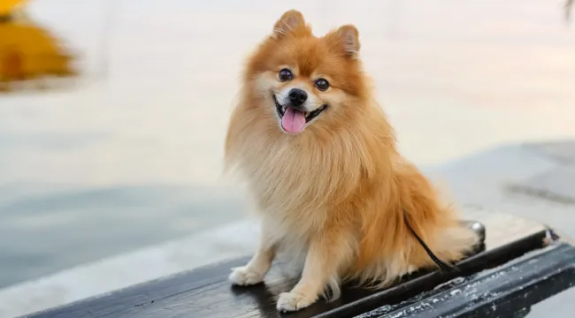 Pomeranian