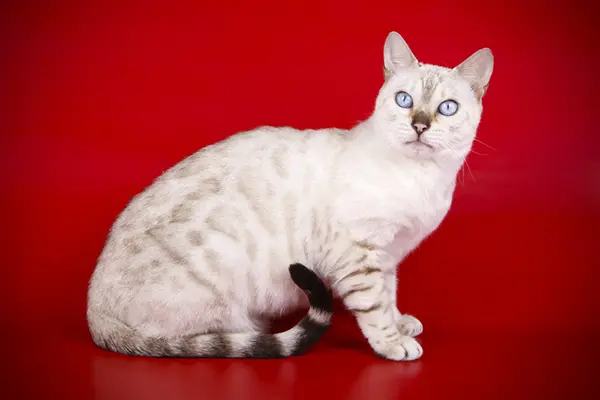 Snow Bengal Cat History And Origin