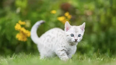 White Bengal Cat