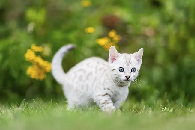 White Bengal Cat