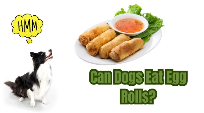 can dogs eat egg rolls
