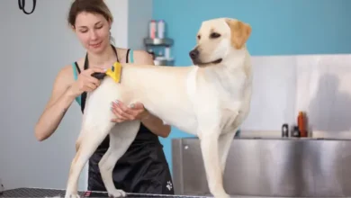 how to become a dog groomer