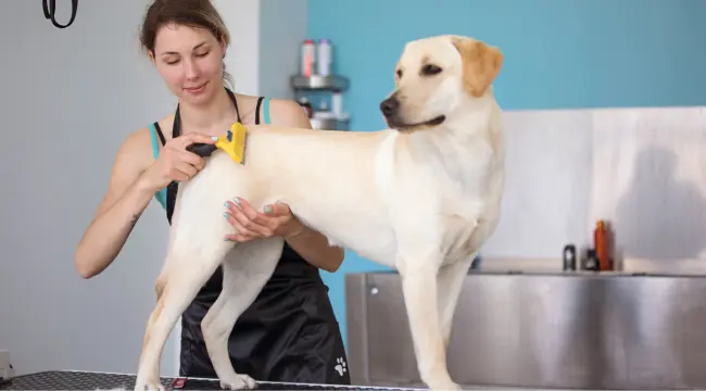 how to become a dog groomer