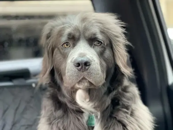 A Long-Haired Pitbull