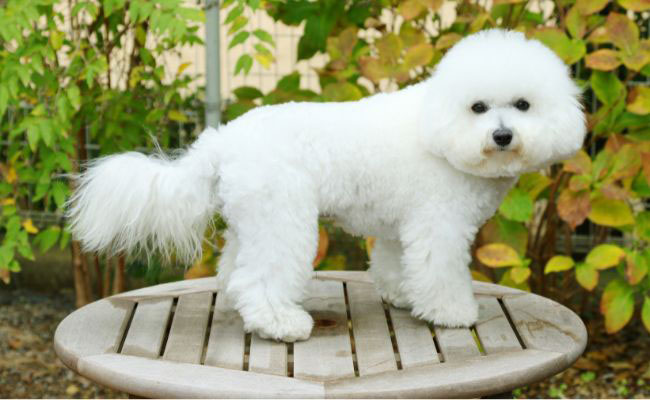 Bichon Frise