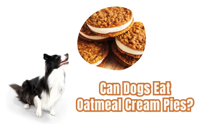 Can Dogs Eat Oatmeal Cream Pies?