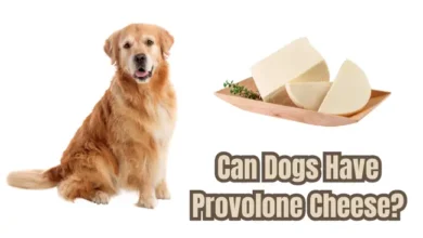 Can Dogs Have Provolone Cheese?