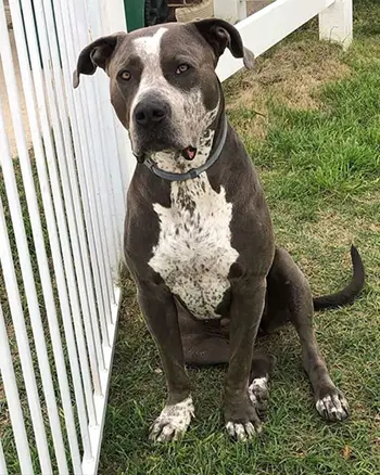 Great Dane Pitbull Mix