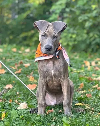 Great Dane Pitbull Mix