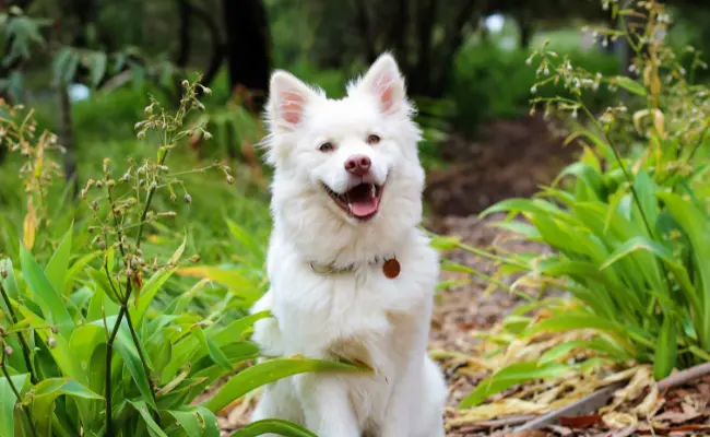 How to Handle Dog Allergies From Grass