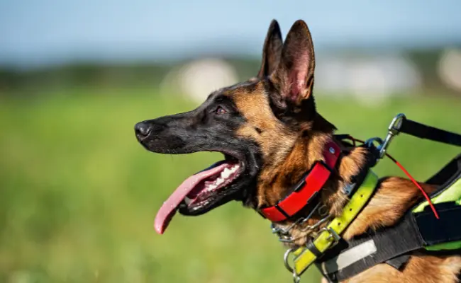 Smart Dog Collars