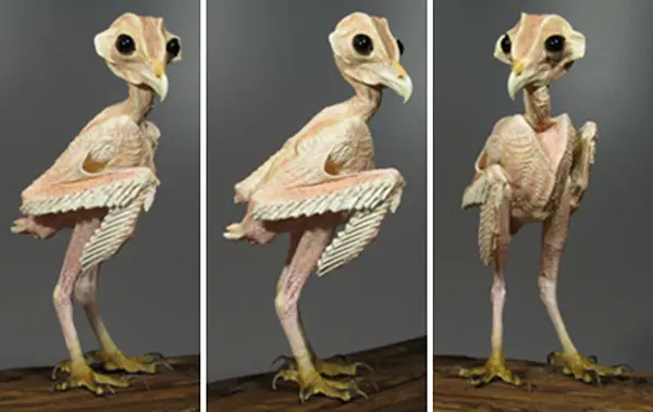 owl without feathers