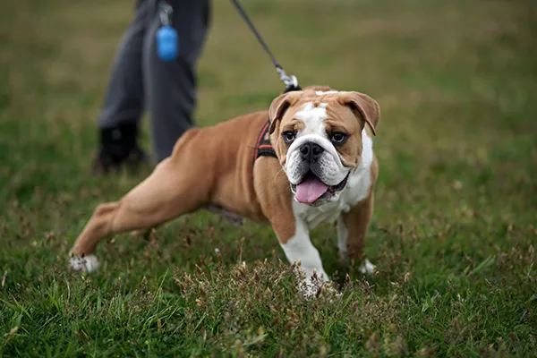 American Bulldog Training