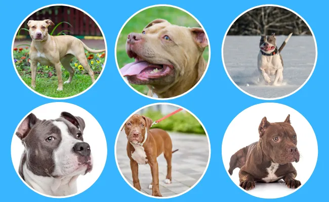American Pit Bull Pictures