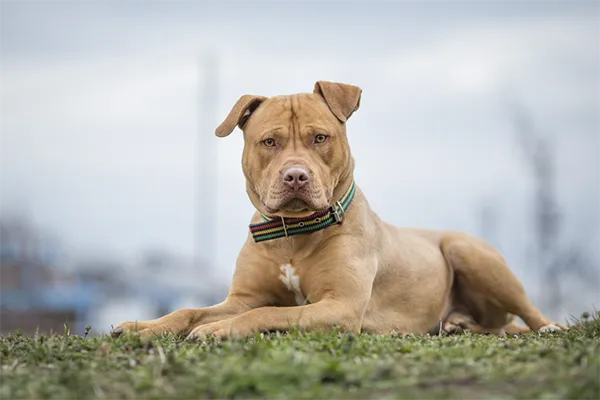 American Pit Bull Terrier Overview
