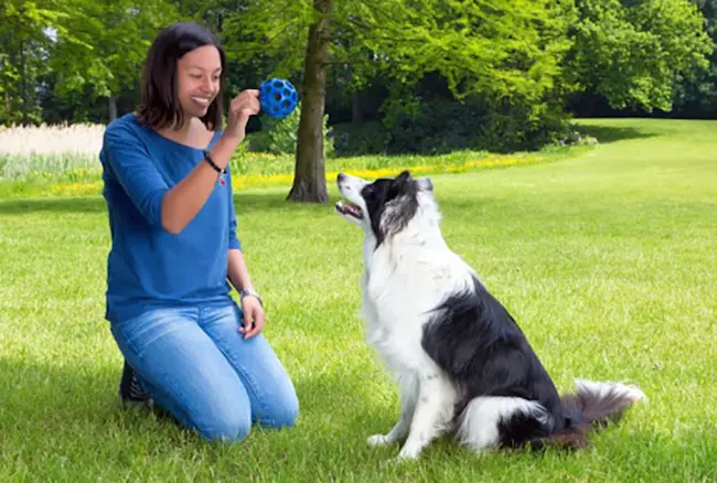 Best Training Games that will Help Build Your Dog's Trust