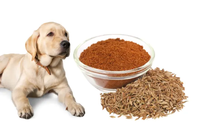 Can Dogs Eat Cumin?