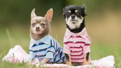 Designer Dog Clothes Trends