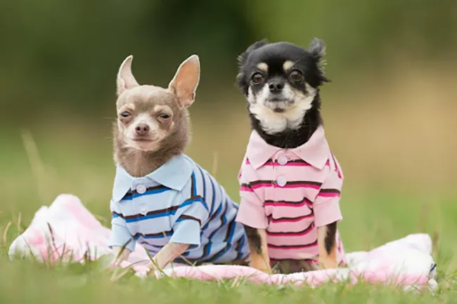 Designer Dog Clothes Trends