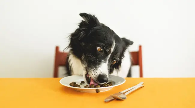 Dog Overeating
