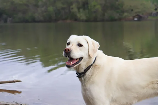 English Labrador