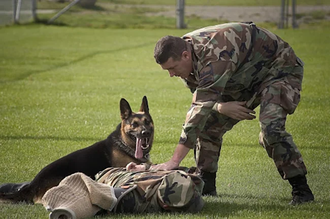 Explosive Detection Canine Handler