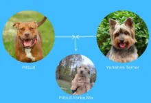 Pitbull Mix with Yorkie