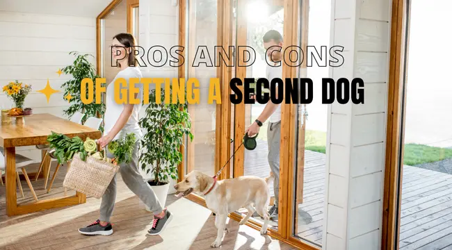 Pros and Cons of Getting a Second Dog