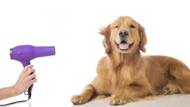 The Ultimate Guide to Dog Hair Dryers