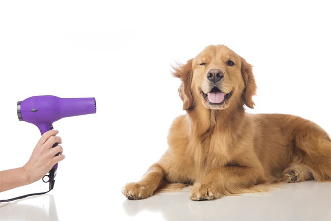 The Ultimate Guide to Dog Hair Dryers
