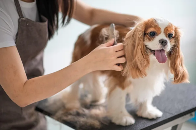 importance of dog grooming