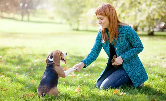 make eye contact with a dog