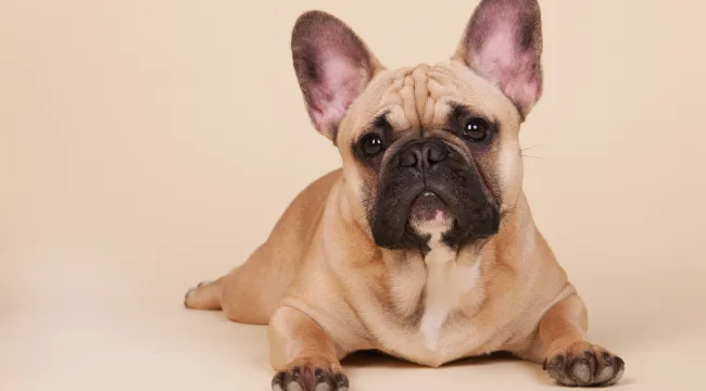 Adorable World of French Bulldogs