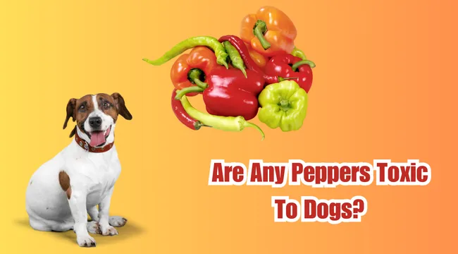 Are Any Peppers Toxic To Dogs