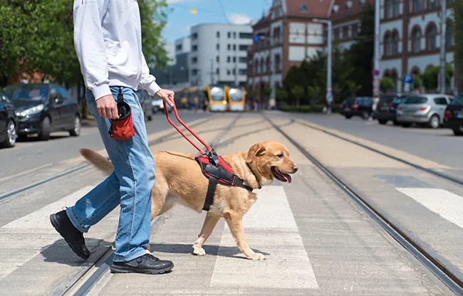 a dog with man crossing street