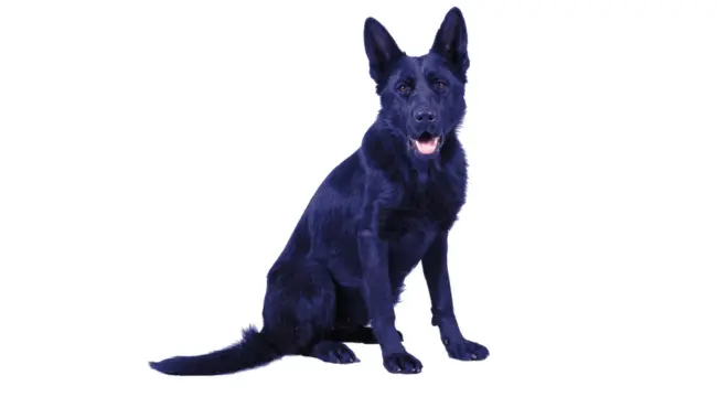 Blue German Shepherd Coat Type And Grooming