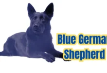 Blue German Shepherd