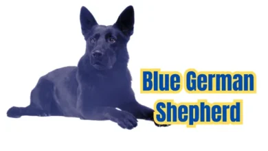 Blue German Shepherd