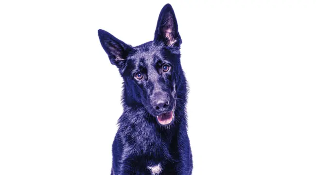 Blue German Shepherds Personality