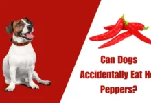 Can Dogs Accidentally Eat Hot Peppers?