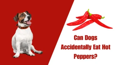 Can Dogs Accidentally Eat Hot Peppers?