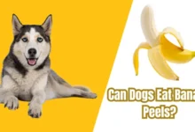 Can Dogs Eat Banana Peels