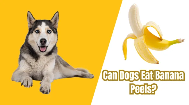 Can Dogs Eat Banana Peels