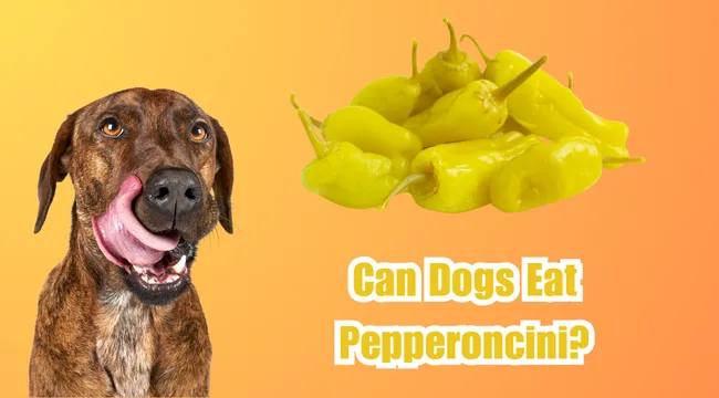 Can Dogs Eat Pepperoncini