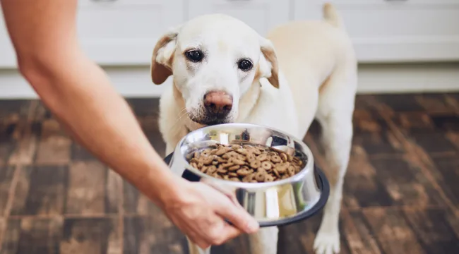 Choosing the Right Dog Food