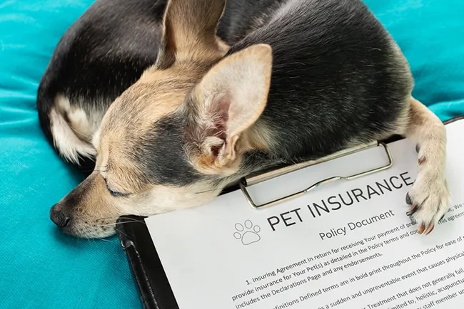 Factors to Consider Before Investing in Pet Insurance