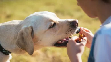 Is CBD Oil Good For Calming My Dog?