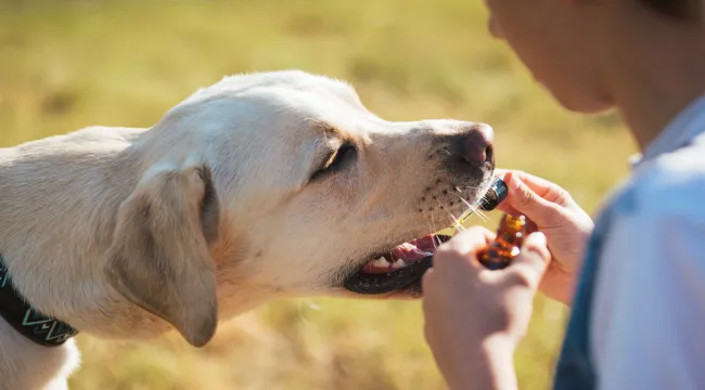 Is CBD Oil Good For Calming My Dog?