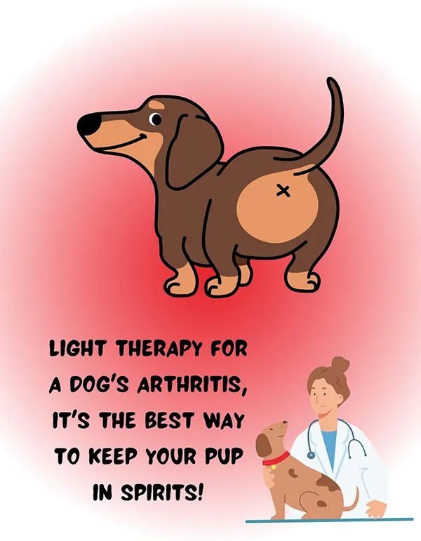Light Therapy for a Dog's Arthritis